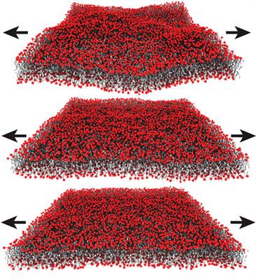 Structural and mechanical properties of the red blood cell’s cytoplasmic membrane seen through the lens of biophysics